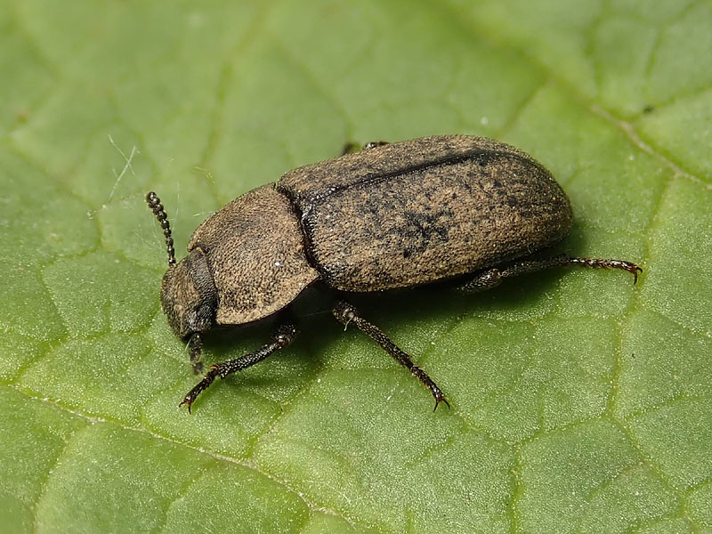 Tenebrionidae: Gonocephalum? S�. Gonocephalum granulatum ssp. nigrum